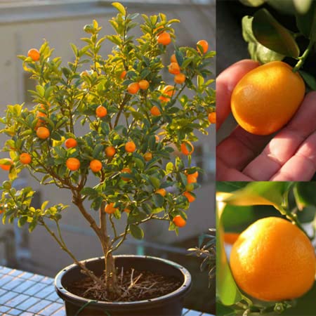 See full amazon price history chart for GreenCaart Live Orange Tasty Israeli Kumquat Lemon hybrid Healthy Live Plant Rooted Plant Cutting On Grow Bag(Poly Bag) With Fruit Pack of 1 GreenCaart Live Orange Tasty Israeli Kumquat Lemon hybrid Healthy Live Plant Rooted Plant Cutting On Grow Bag(Poly Bag) With Fruit Pack of 1 (B0BS1PCQGX) Amazon Price History, Amazon Price Tracker