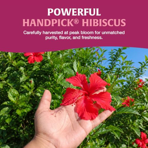 Image of HANDPICK Organic Hibiscus Tea (40 Tea Bags) Pure Indian Hibiscus Flowers