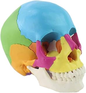 Amazon It Cranio Scomponibile Potrai ricevere i tuoi ordini comodamente a casa o ritirarli al pick&pay più vicino. amazon it cranio scomponibile