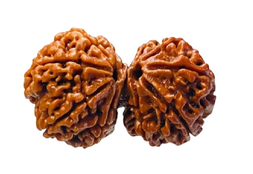 Gauri Shankar Rudraksha Certified 24mm Combined Original Nepali Beads Original Nepal Gori Shankar Rudraksha Nepal for Men Women Mala Jap Mantra Shiv Parvati Rudrakshaa by 9STARS-image-16