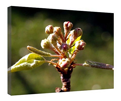 Lienzo decorativo I Fiori Di Brosso con marco de madera para colgar en casa