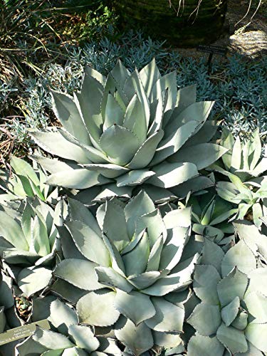 Portal Cool Agave parryi - 15 Semi
