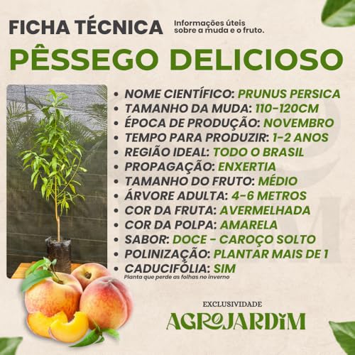 Muda Frutífera de Pêssego Delicioso Enxertado