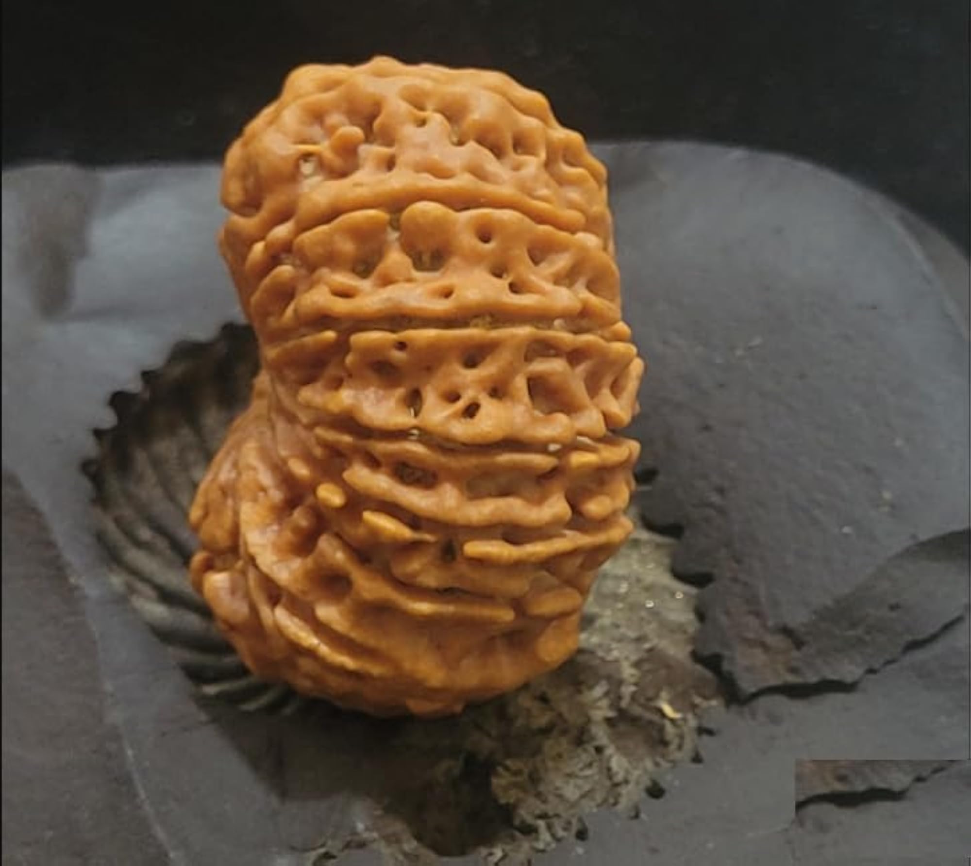 Lab Certified 14 Mukhi Rudraksha Beads