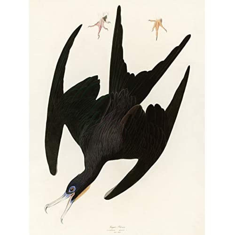 Artery8 Audubon Birds Frigate Pelican Painting Unframed Wall Art Print Poster Home Decor Premium