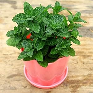 . bonsai 2017 nuovi 100pcs / pack di limone menta erbe e piante in vaso stagioni Mint commestibile Homa giardino bonsai: Only Seeds