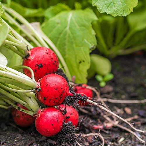 The Old Farmer's Almanac Organic Radish Seeds (Cherry Belle) - Approx 400 Seeds - Certified Organic, Non-Gmo, Open Pollinated, Heirloom, Usa Origin #TOP3