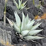 多肉植物 種子 Agave アガベ 種子5粒 Rare Succulent Guiengola 並行輸入品 Amazon 楽天 ヤフー等の通販価格比較 最安値 Com 多肉植物 種子 Agave アガベ 種子5粒 Rare Succulent Guiengola 並行輸入品 Amazon 楽天 ヤフー等の通販価格比較 最安値 Com