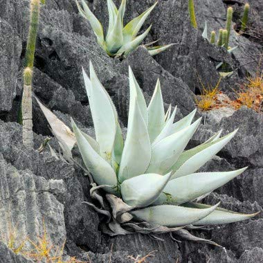 yqzAgave GuiengolaAKxEOCGS(MGS)LF̐t̖ȃ[bgqT [sAi]