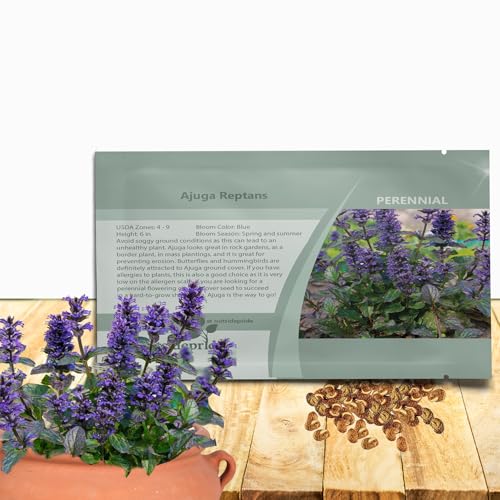 Outsidepride Ajuga Seeds – 400 Pcs. Perennial, Versatile & Low Maintenance, Ground Cover Seeds for Planting Low-Growing, Short-Spiked Blue Blooms, Great for Pollinator Gardens & Erosion Control