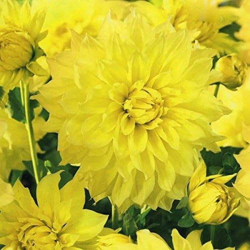 Dahlia Special Dinner Plate Decorative 'Kelvin Floodlight' Prins Bulb/Tuber Amazon.co.uk Garden
