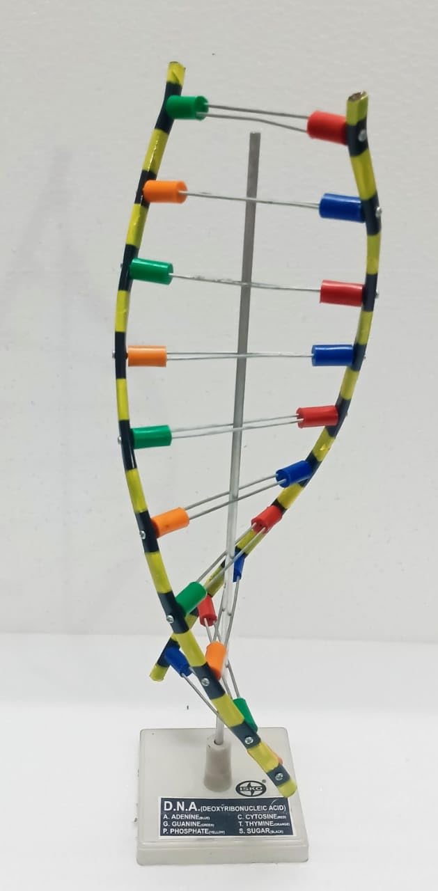 ISKO® DNA Model on Stand, Demonstration Project Tinkering LAB Model Learning Material (Pack of 1