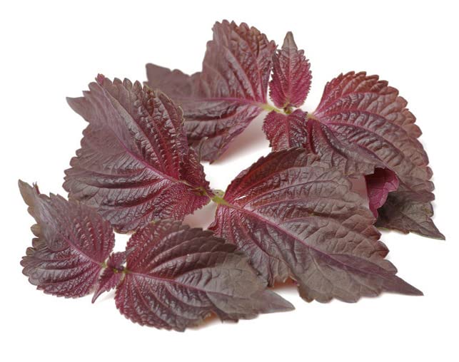2026 Early Bird-200 Perilla Seeds for Planting/Shiso Seeds for Planting.Heirloom Non GMO Seed for Sprouting,紫苏Vegetable Seed and Hydroponic Seed for Pods(Shiso Herb Seed #1,Purple/Red-1g)
