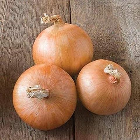 David's Garden Seeds Onion Intermediate Day Candy 200 Non-GMO, Hybrid Seeds Cover