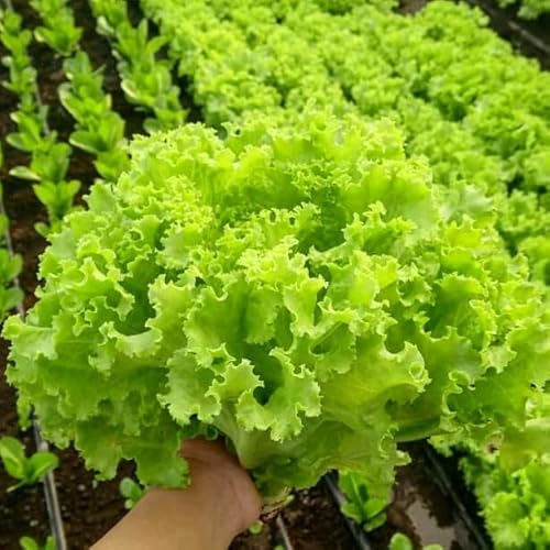 Lettuce Green Salad Bowl - 1000 Seeds + Freebie + Plant tag - Lactuca Sativa