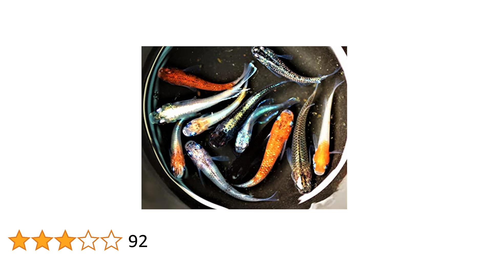 Amazon | 【めだか街道】新種系MIXメダカセット10匹+α（新種系