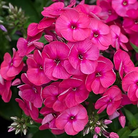 Phlox Ka-Pow Pink - Vibrant Garden Flower Cover
