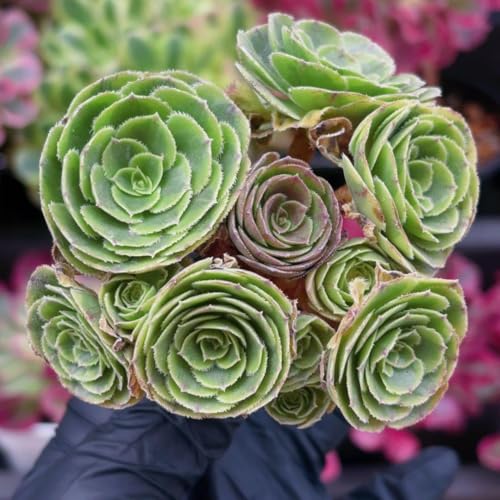 観葉植物 アエオニウム 多肉植物」の人気商品一覧 | 安い商品を通販