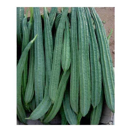 Creative Farmer Vegetable Seeds Ridge Gourd Indian Heirloom Seeds - Ridgegourd Seeds Op Seeds For Kitchen Plant Home Garden Seeds (B07N4831W9) Amazon Price History, Amazon Price Tracker