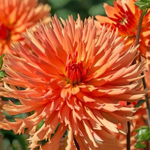 1 piezas dalias bulbos resistentes perennes - decoracion de balcón, bulbo de perennes resistentes, bulbos primavera, jardín