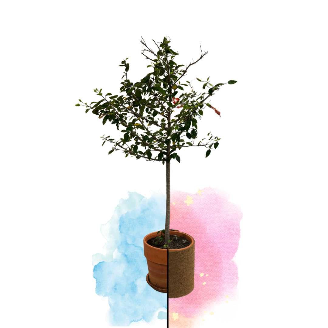Florade® Tappetino in cocco – Protezione invernale per piante e piante in vaso, isolante e traspirante, 100% biologico, diverse misure, larghezza: 50 cm, lunghezza: 10 m