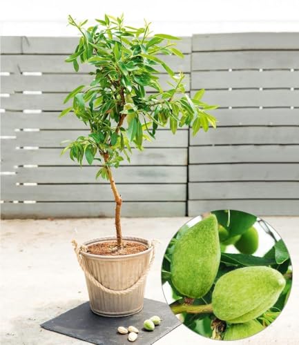 BALDUR Garten 1x Süß-Mandel Nut Me® Almond, Pflanze im 3 Liter-Topf, Mandelbaum, winterhart, mehrjährig, blühend, Prunus dulcis, selbstfruchtend, essbare Früchte, Obst-Rarität