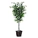 Vickerman 6-Feet Artificial Ficus Deluxe Tree in Decorative Container