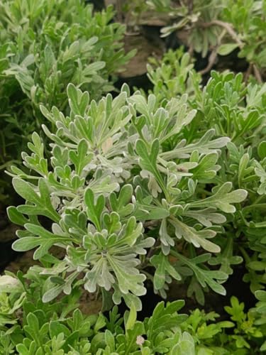 Image of live plants (LAVENDER PLANT)