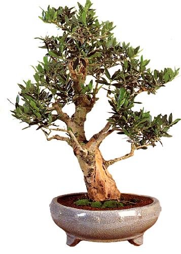 TROPICA - Olivo (Olea europea) - 20 semillas- Bonsai