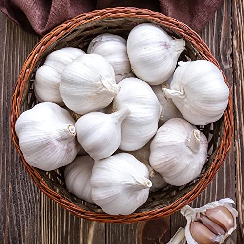 pflanzknoblauch winterhart deutsch zwiebeln knoblauch pflanzen kräutergarten indoor kräutergarten geschenk steingartenpflanzen winterhart knoblauch 4 Stück