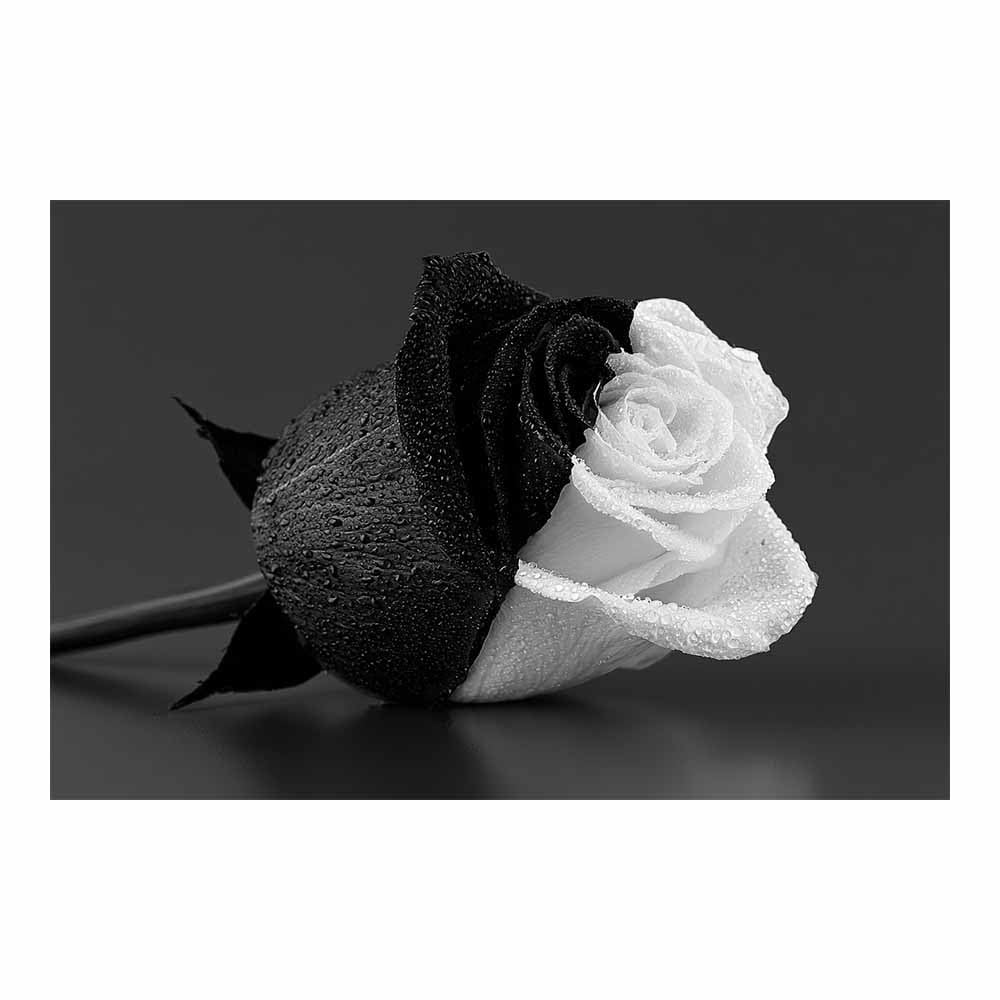 HOQIU Black And White Prints Split Tone Ros Blooms canvas wall art, painting and decor, for Living Room Bedroom Home Decoration(Multicolor)-70x100cm Unframed