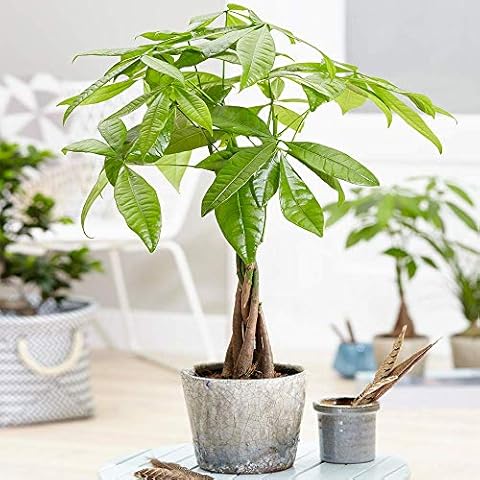 GardenersDream Pachira Aquatica Money Tree Plant Cover