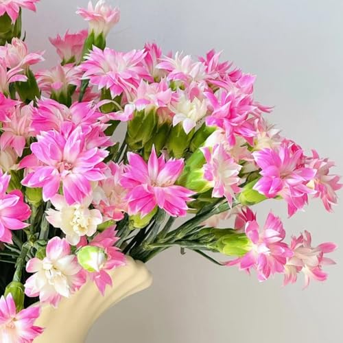 semillas de clavel perenne, clavel dulce para lugares soleados de clavel Decoración de jardín para exteriores, alfombra sombra 700pcs