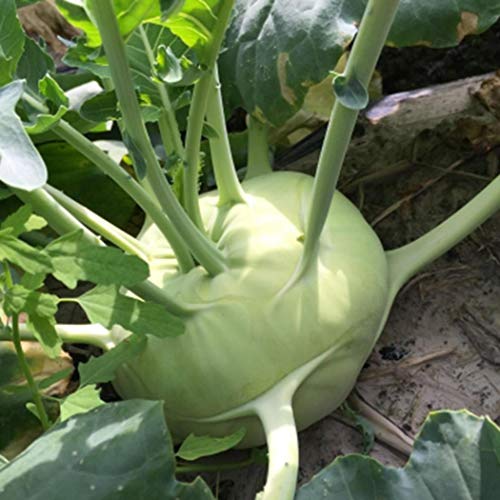 LEANO Organic Kohlrabi Seed Early White Vienna Seeds Heirloom Vegetable Seeds Non-GMO for Home Garden Planting - Thumbnail 2