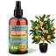 CITRUS TREE Plants