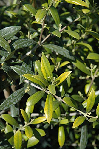 sansevieria braune spitzen Große Grüne Schwiegermutterzunge main image 0