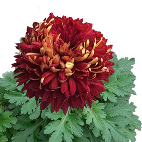 Jays Seeds Chrysanthemum Seeds (Mum) Seeds 150 Seeds (Style 13) in