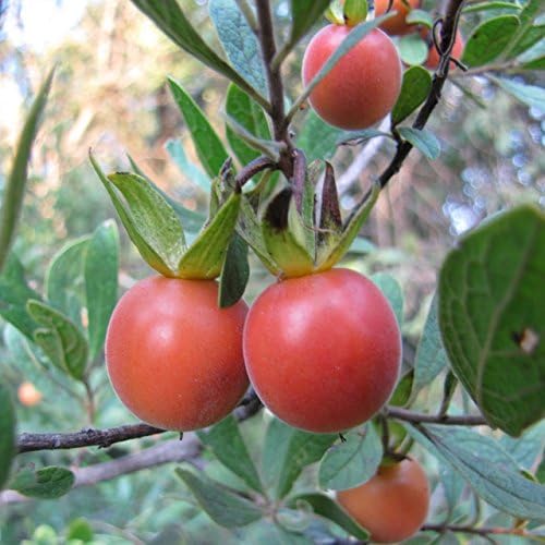 Diospyros Lycioides Bluebush Small Tree / Shrub Tropical Fruit RARE 5 Seeds