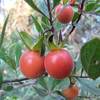 Diospyros Lycioides * Bluebush * Small Tree / Shrub * Tropical Fruit * RARE 5 Seeds