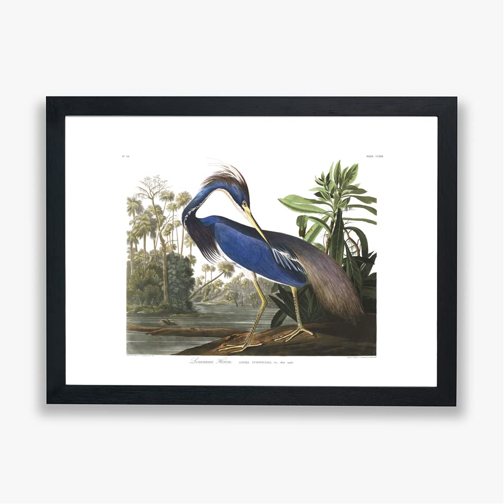 Impression murale Héron de Louisiane Audubon poster grand format
