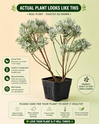 Image of Rare & Beautiful Lavender Live Plant for Home Gardening | Healthy Aromatic Flowering Plant for Indoor Outdoor Balcony & Rooftop (Pack of 1)