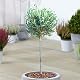 Winterharte Zierbäume Gardenersdream Olivenbaum Olea Europa