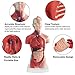 KISSTAKER Human Torso Body Anatomy Model Heart Brain Skeleton Medical School Educational 11inch