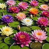 Water Lily Rhizomes for Planting – Hardy Lily Pad Roots for Ponds & Water Gardens, 4 Plants