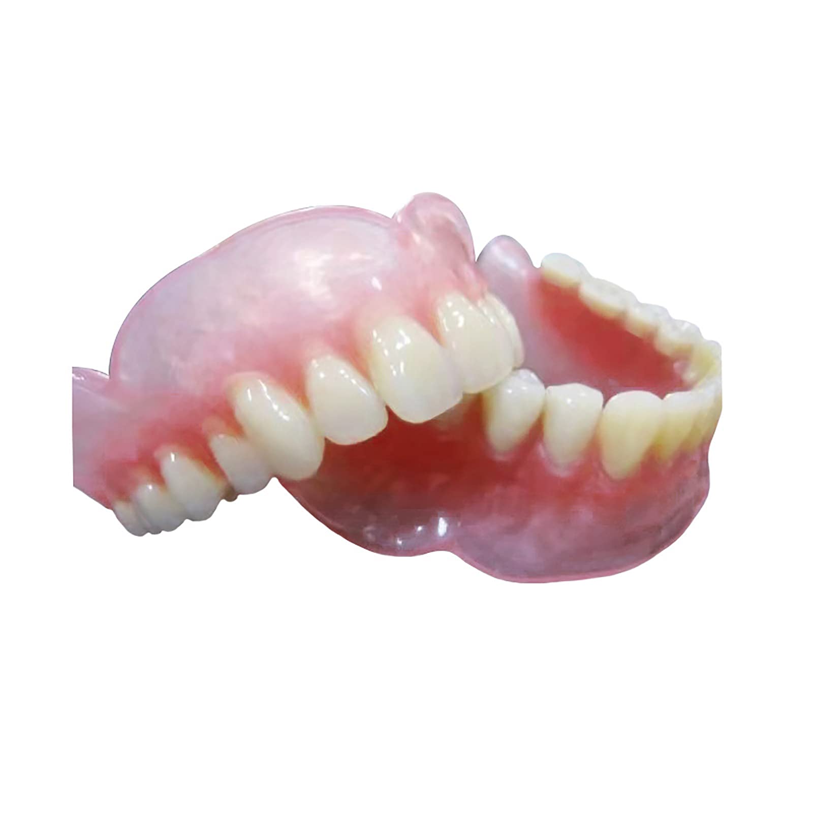 ERNZI Zahnmodell, Anatomische Zahnprothese 1:1 Modell, Zahnlehrer Mundhygiene Modell, Zahnarztpraxis Lehrmodell