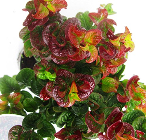 Lavendelheide Curly Red Leucothoe axillaris im 17 cm Topf