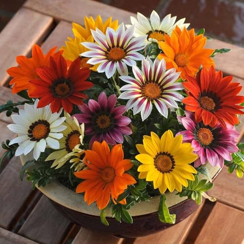 Image of Gazania Flower Seeds for Planting - Bright Colorful Daisy-Like Blooms, Easy to Grow, Sun Loving Garden Flower Seeds(Pack Of 50+ Seed)