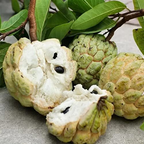 50+ Custard Apple Seeds/Annona Muricata Fruit Tree Seeds For Planting #TOP1