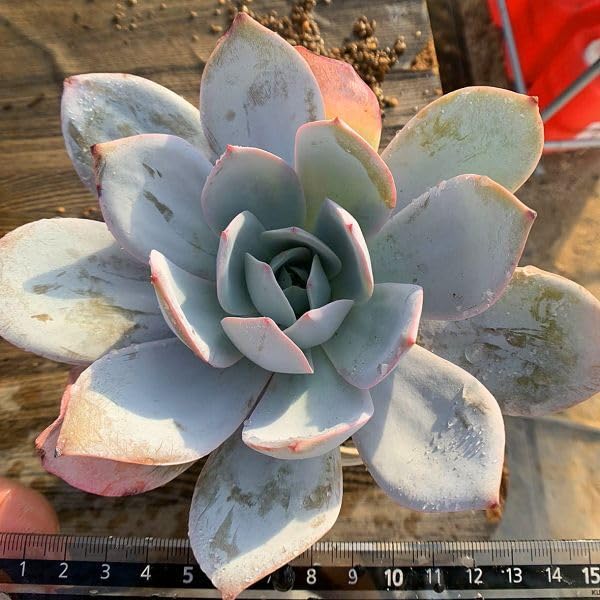 訳あり特価品◎メリディアン(超特大苗)◎多肉植物 輸入苗 エケベリア等 訳あり特価品◎メリディアン◎多肉植物 カット苗 韓国苗 エケベリア