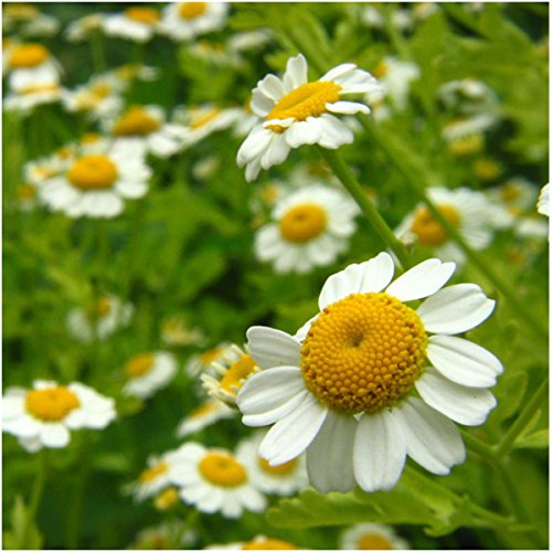 Seed Needs, Chamomile Seed Packet Collection (Roman / German Chamomile Seeds For Planting ) Heirloom, Non-Gmo & Untreated #TOP1